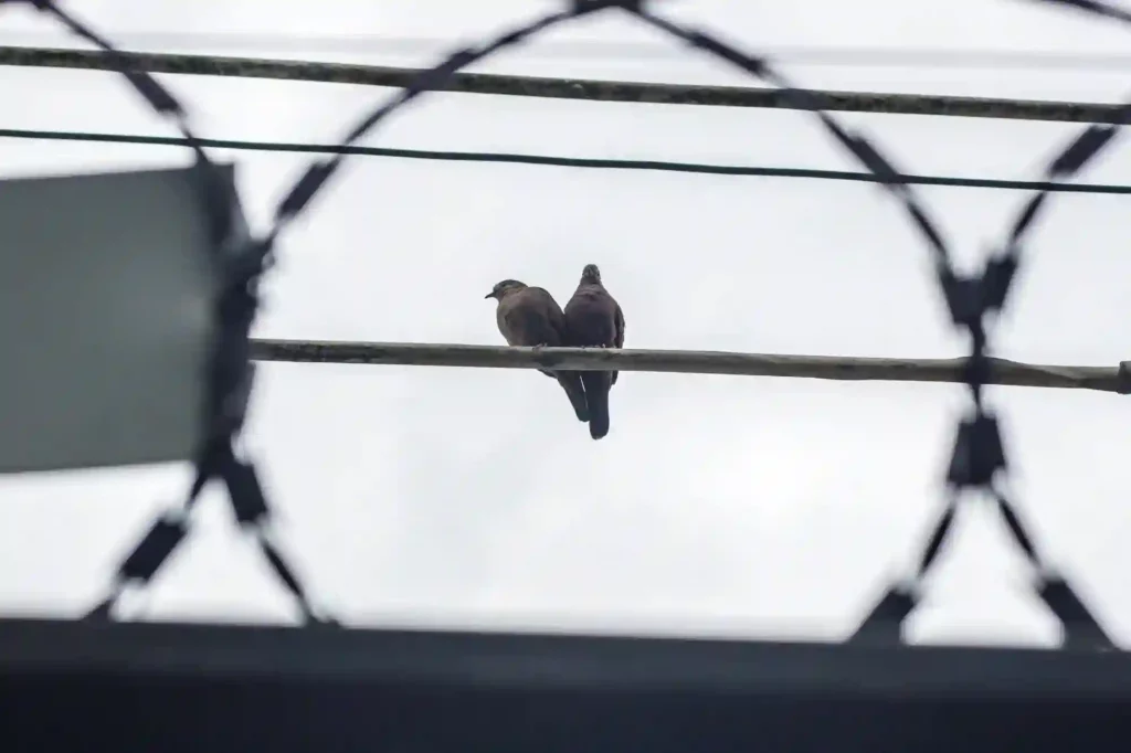 Stacheldraht gegen Tauben anbringen lassen – Effektive Schutzmaßnahme in Hildesheim