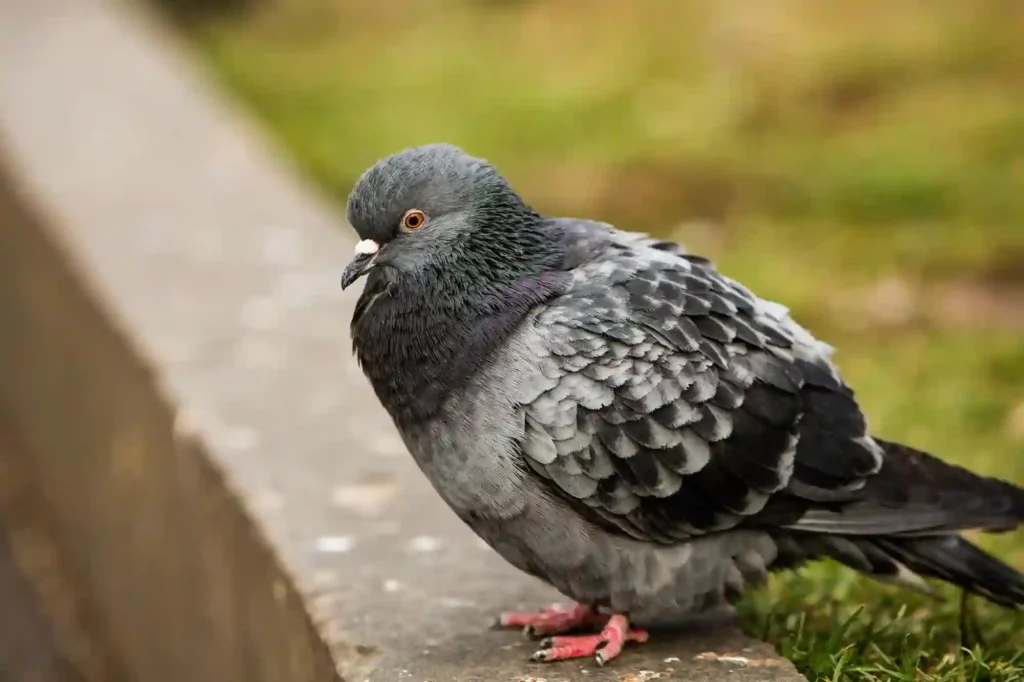 Taubenabwehr durch Experten in Hildesheim überprüfen und optimieren lassen